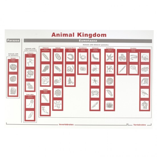 Animal Kingdom Classification Chart